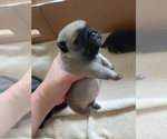 Puppy Fawn boy Pug