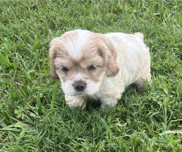 Medium Photo #2 Cocker Spaniel Puppy For Sale in TRINITY, NC, USA