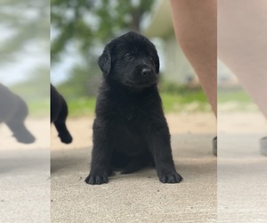 Shepradors Puppy for Sale in DIXON, Missouri USA