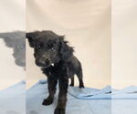 Small #1 Mutt