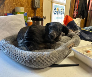Richie in TX - Male Poodle (Miniature)-Unknown Mix Dog for Adoption - Photo #4