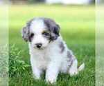 Puppy Delilah Miniature Bernedoodle