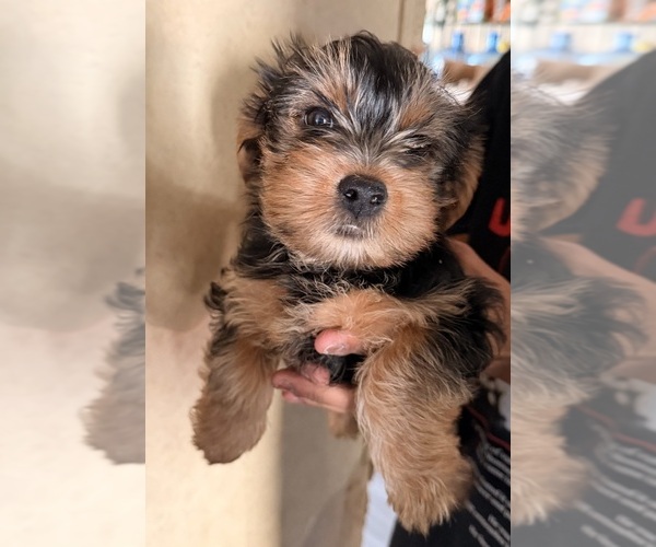 Medium Photo #1 Yorkshire Terrier Puppy For Sale in BENNETT, CO, USA