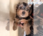Angel - Female Yorkshire Terrier Puppy for Sale - Small photo