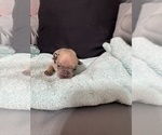 Puppy Silver Collar French Bulldog