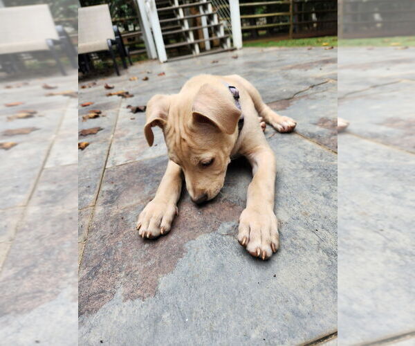 Medium Photo #8 Labrador Retriever-Unknown Mix Puppy For Sale in Mooresville, NC, USA