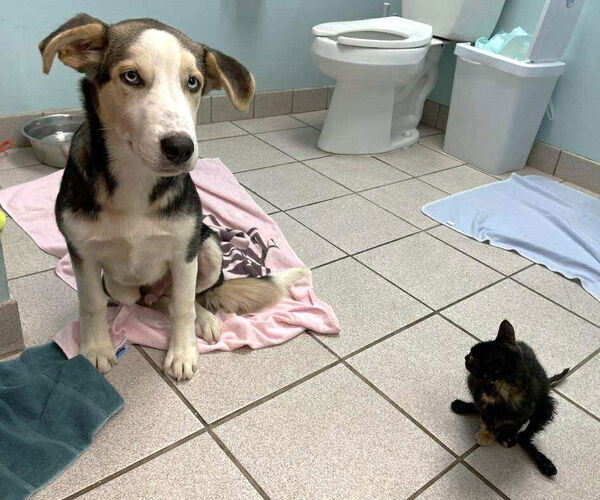 Medium Photo #12 Huskies -Unknown Mix Puppy For Sale in Boonton, NJ, USA