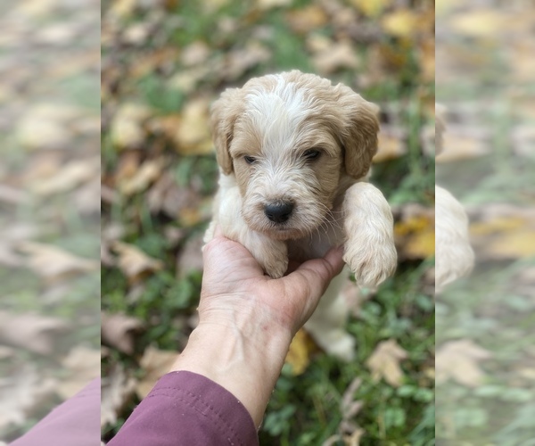 Medium Photo #5 Goldendoodle Puppy For Sale in MORGANTOWN, IN, USA