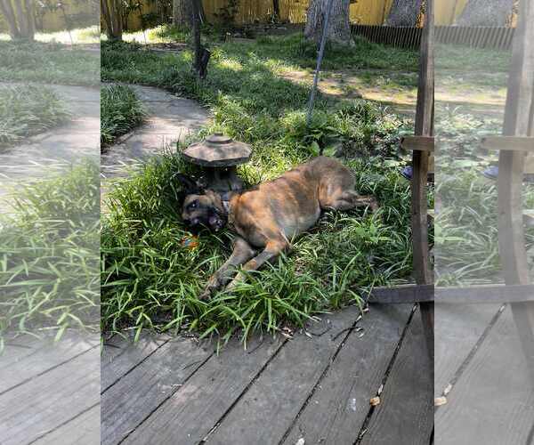 Medium Photo #2 Mutt Puppy For Sale in Stevens Point, WI, USA