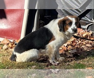 Beagle-Unknown Mix Dogs for adoption in Rustburg, VA, USA
