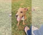 Small #1 Labrador Retriever Mix