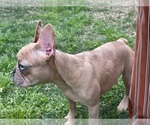Small Photo #6 French Bulldog Puppy For Sale in BRYAN, TX, USA
