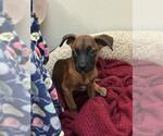 Small #2 Mutt
