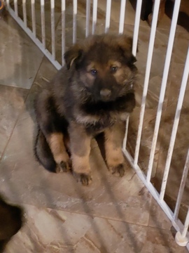 Medium Photo #13 German Shepherd Dog Puppy For Sale in MC DONOUGH, GA, USA