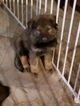 Small Photo #13 German Shepherd Dog Puppy For Sale in MC DONOUGH, GA, USA