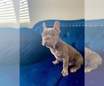 Small Photo #23 French Bulldog Puppy For Sale in CARLSBAD, CA, USA