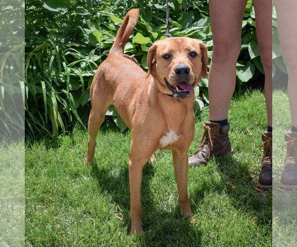 Medium Photo #10 Redbone Coonhound-Rhodesian Ridgeback Mix Puppy For Sale in Huntley, IL, USA