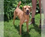 Small #9 Redbone Coonhound-Rhodesian Ridgeback Mix