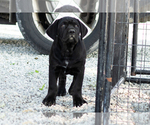 Small #7 Cane Corso