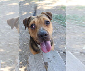 American Pit Bull Terrier-Unknown Mix Dogs for adoption in El Centro, CA, USA