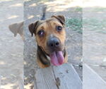 Small American Pit Bull Terrier Mix