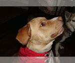 Small #11 Labrador Retriever Mix