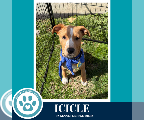 Medium Photo #12 Labrador Retriever-Unknown Mix Puppy For Sale in Kimberton, PA, USA