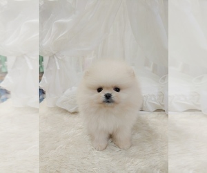 Pomeranian Puppy for sale in NEW YORK, NY, USA