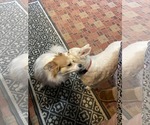 Small #3 American Eskimo Dog Mix