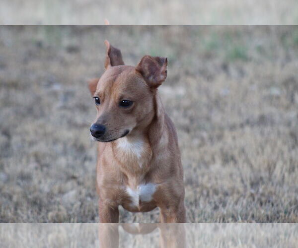 Medium Photo #1 Chihuahua-Unknown Mix Puppy For Sale in El Centro, CA, USA