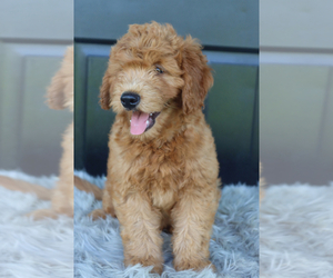 Goldendoodle (Miniature) Puppy for sale in ITASCA, TX, USA