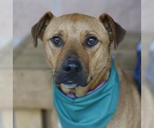 Mutt Dogs for adoption in San Antonio, TX, USA
