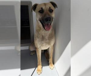 Mutt Dogs for adoption in Lathrop, CA, USA