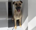 Small Mutt