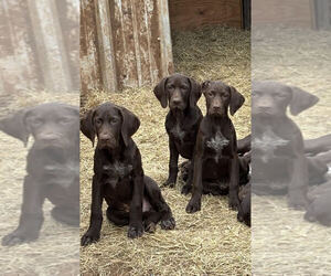 German Shorthaired Pointer Puppy for sale in HASKELL, TX, USA