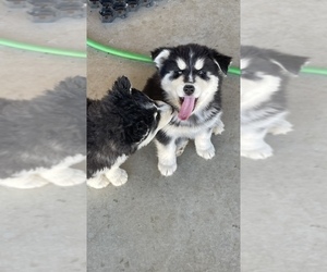 Akita-Siberian Husky Mix Puppy for sale in SAN JACINTO, CA, USA