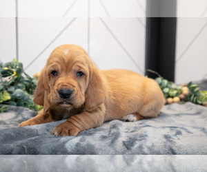 Medium Basset Hound