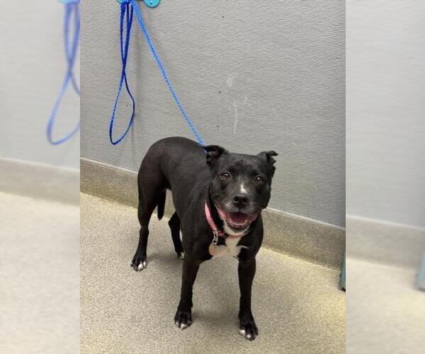 Medium Photo #1 Staffordshire Bull Terrier-Unknown Mix Puppy For Sale in Las Vegas, NV, USA