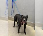 Small Staffordshire Bull Terrier Mix