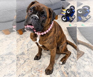 Boxer Dogs for adoption in Dumont, NJ, USA