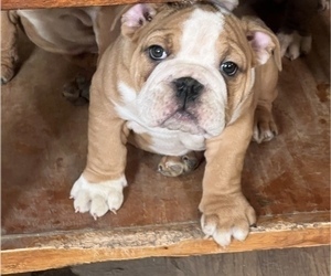 English Bulldog Puppy for sale in STEUBENVILLE, OH, USA