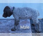 Small #7 German Shorthaired Pointer