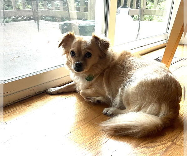 Medium Photo #2 Chiranian Puppy For Sale in Bellevue, WA, USA