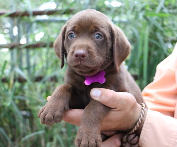 Medium Photo #3 Labrador Retriever Puppy For Sale in SAN ANTONIO, TX, USA