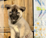 Puppy 2 Akita-Siberian Husky Mix