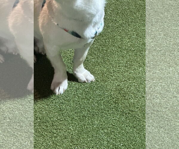 Medium Photo #18 Dachsador Puppy For Sale in Bellevue, WA, USA