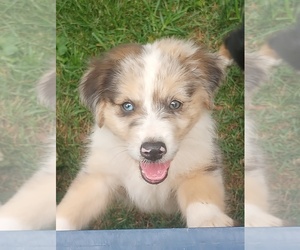Australian Shepherd Puppy for sale in NEW LONDON, MO, USA