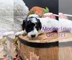 Puppy 2 Goldendoodle mix (+ Poodle Miniature)