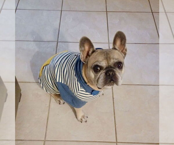 Medium Photo #3 French Bulldog Puppy For Sale in St. Louis Park, MN, USA