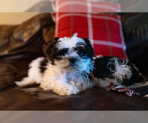 Shih-Poo Puppy for sale in SEATTLE, WA, USA